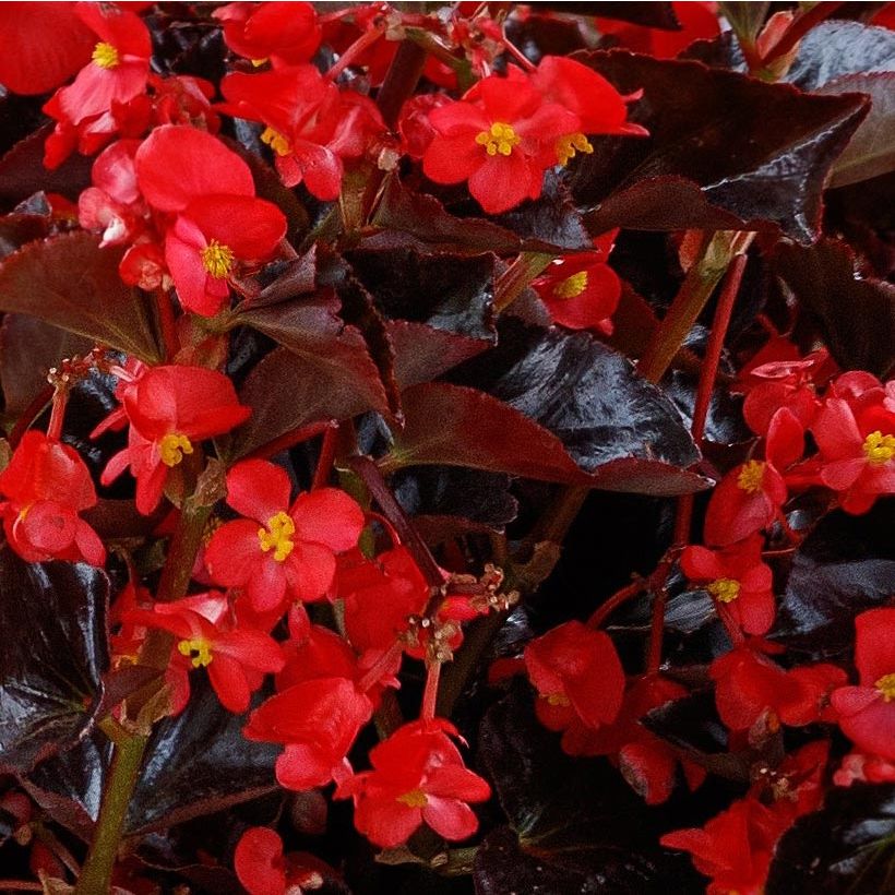 Begonie Viking Bronze Red - Begonia (Blüte)