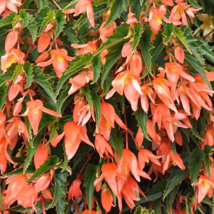 Begonie Summerwings Apricot Improved - Begonia boliviensis (Laub)