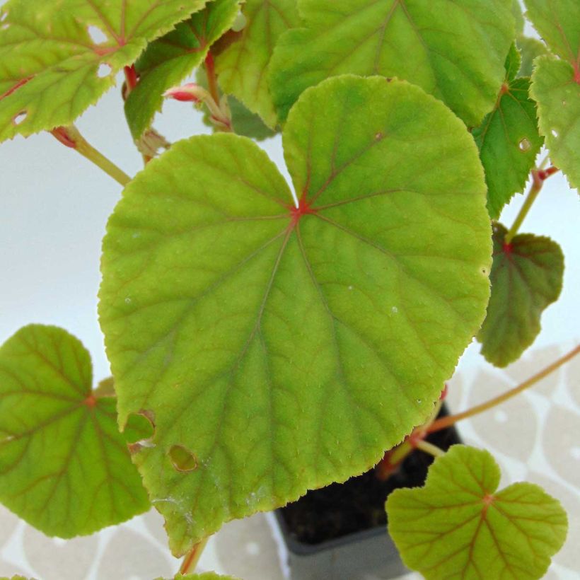 Begonia grandis subsp. evansiana - Begonie (Laub)