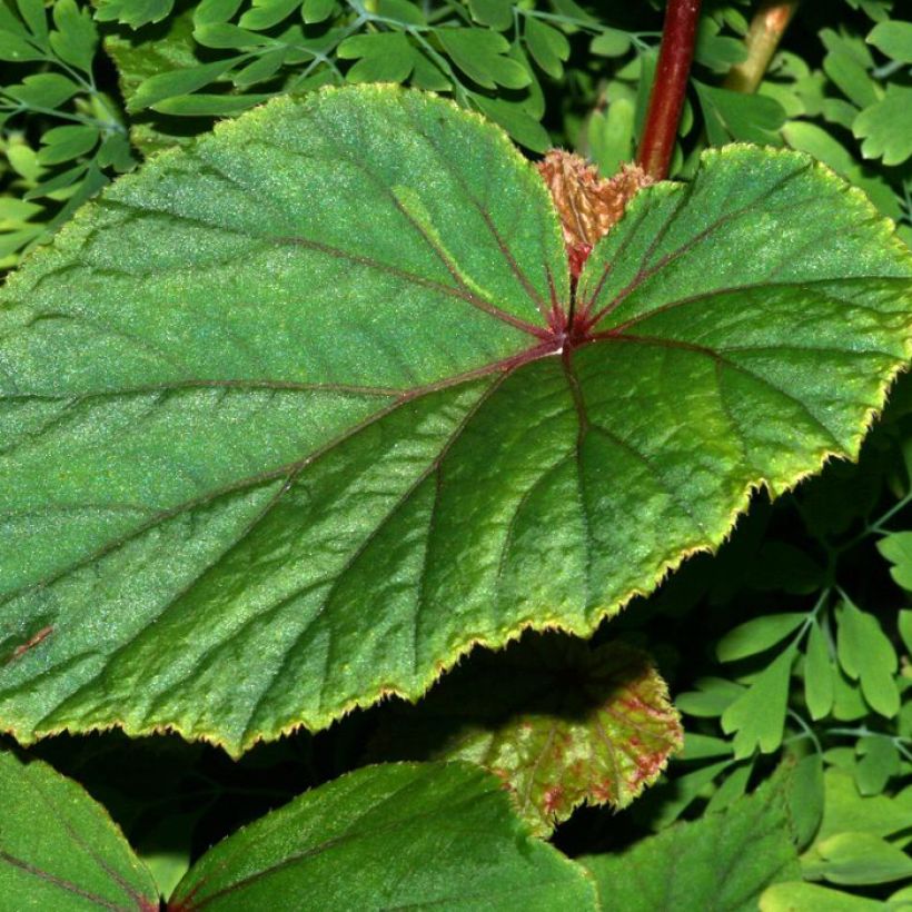 Begonia grandis subsp. evansiana var. alba - Begonie (Laub)