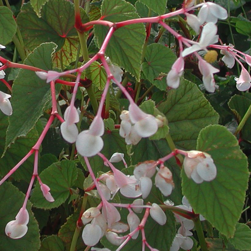 Begonia grandis subsp. evansiana var. alba - Begonie (Blüte)