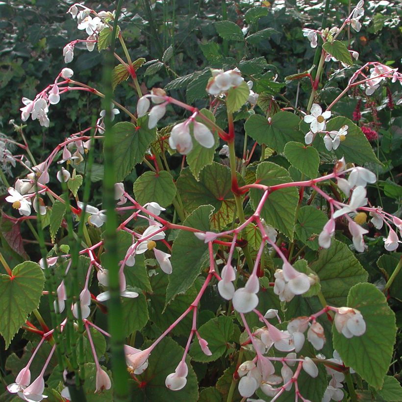 Begonia grandis subsp. evansiana var. alba - Begonie (Hafen)