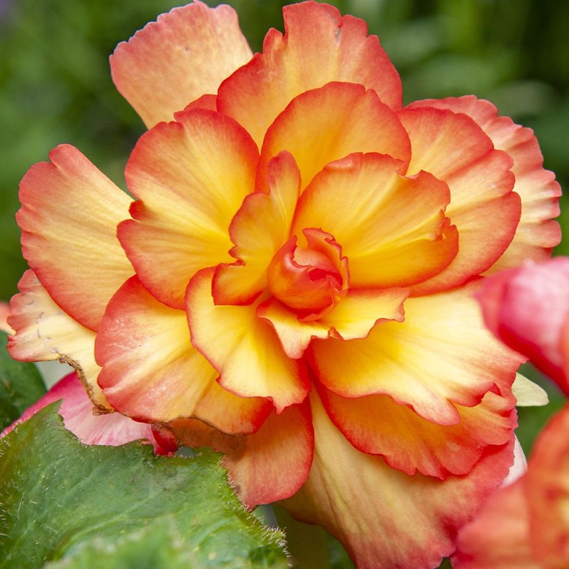 Begonie Tuberhybrida Golden Balcony - Begonia pendula (Blüte)