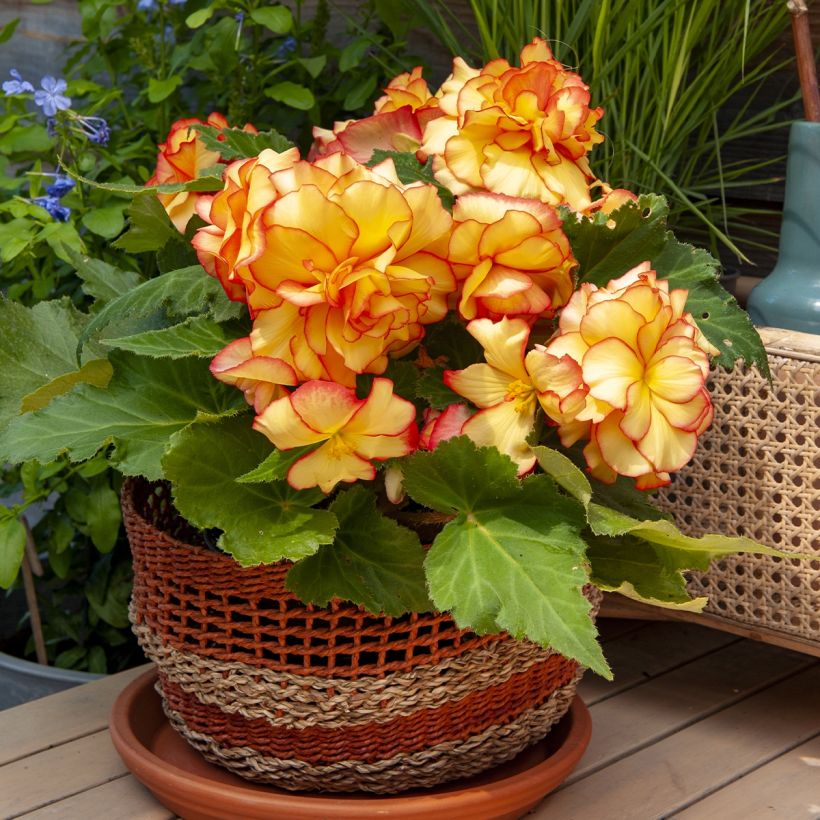 Begonie Tuberhybrida Golden Balcony - Begonia pendula (Hafen)