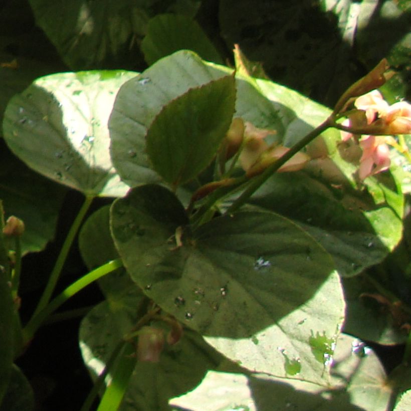 Begonia ravenii - Begonie (Laub)