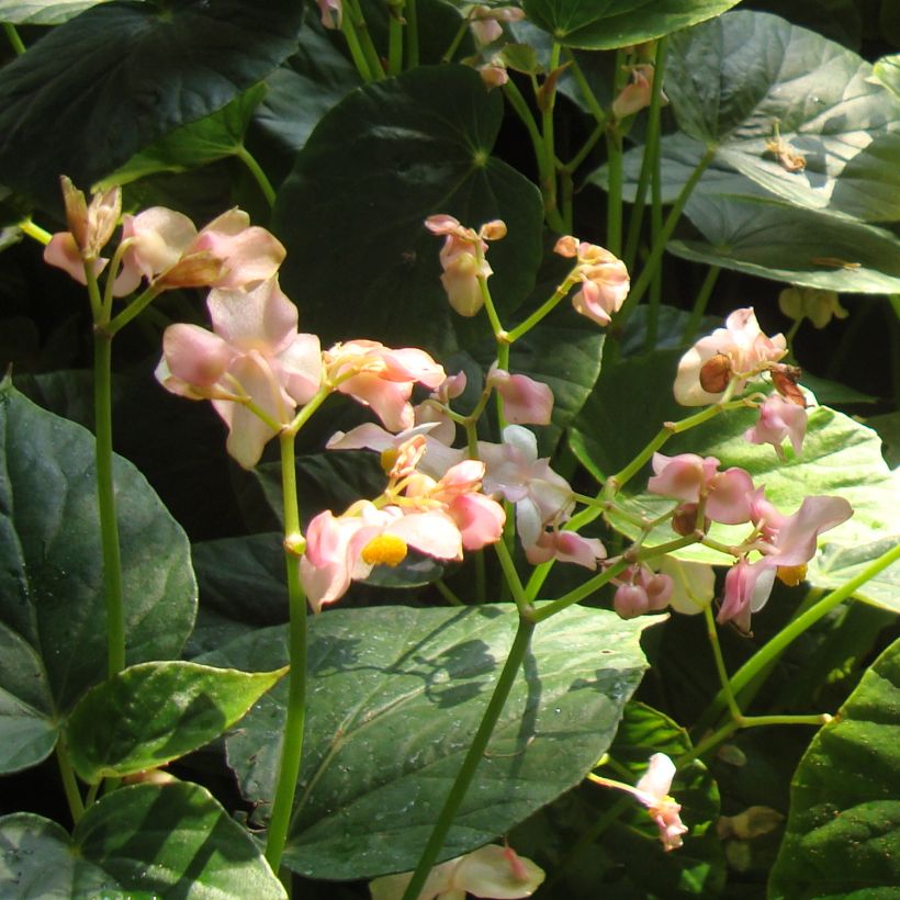 Begonia ravenii - Begonie (Blüte)