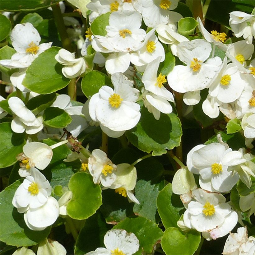 Begonie Super Olympia White - Begonia semperflorens (Blüte)