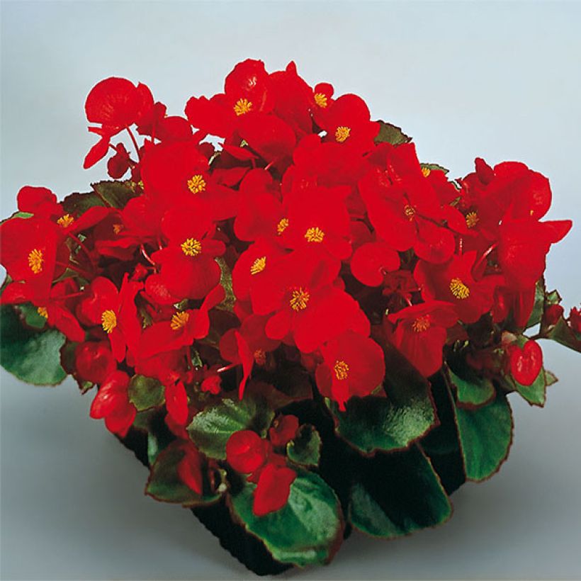 Begonie Super Olympia Red - Begonia semperflorens (Blüte)