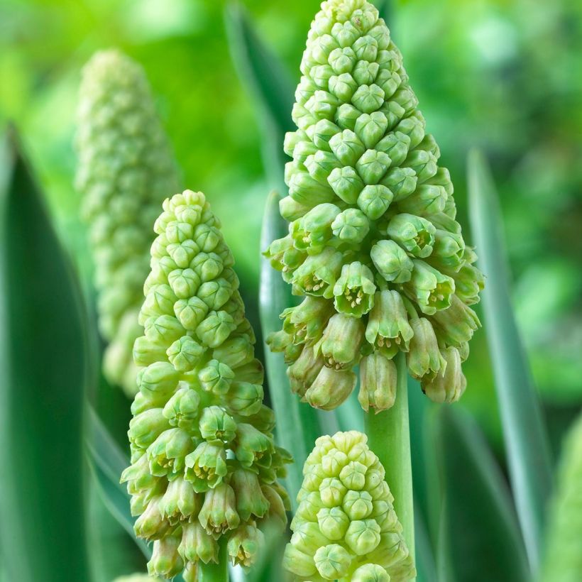 Bellevalia pycnantha Green Pearl - Bellevalie (Blüte)