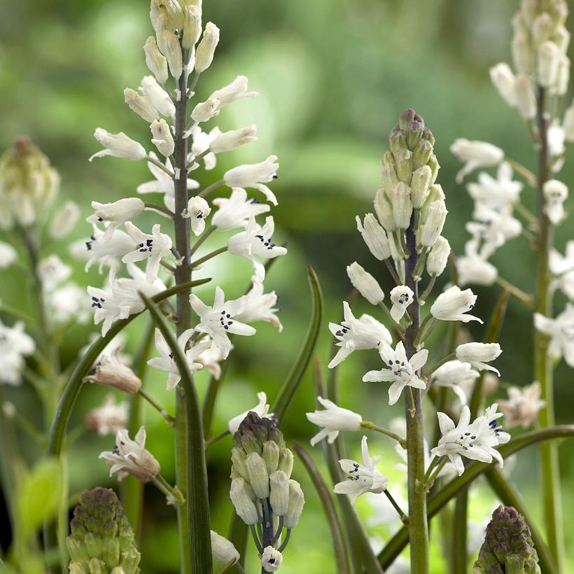 Bellevalia romana - Römische Hyazinthe (Blüte)