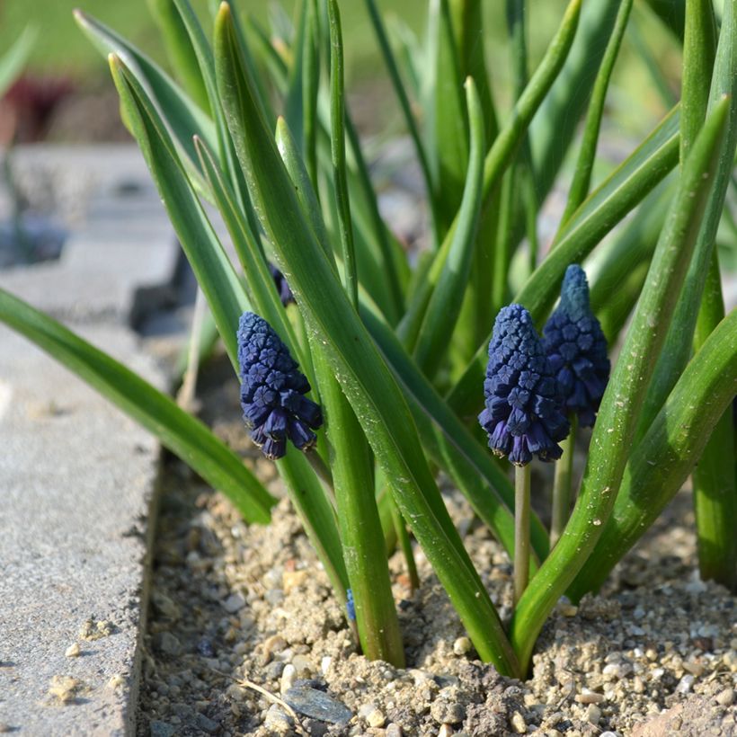 Bellevalia pycnantha - Bellevalie (Hafen)