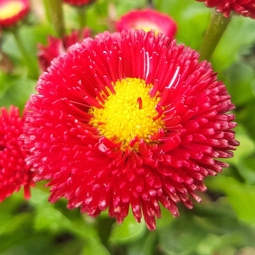 Bellis perennis Roode - Gänseblümchen (Blüte)