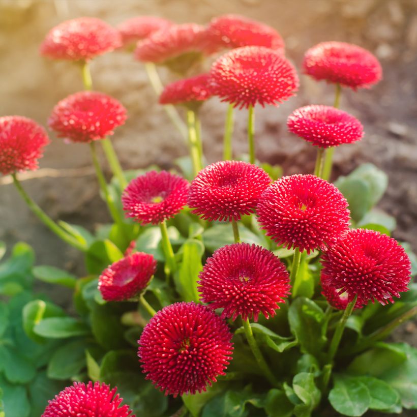 Bellis perennis Roode - Gänseblümchen (Hafen)