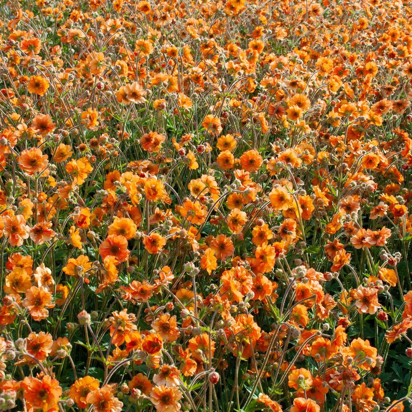 Geum Fire Storm - Nelkenwurz (Hafen)