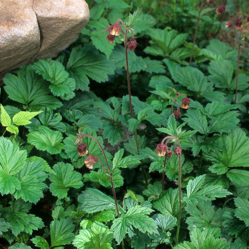 Geum rivale - Bach-Nelkenwurz (Hafen)