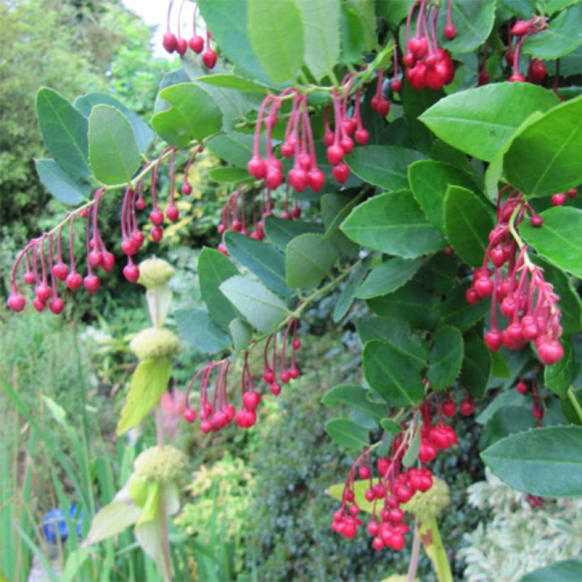 Berberidopsis corallina - Korallenstrauch (Blüte)