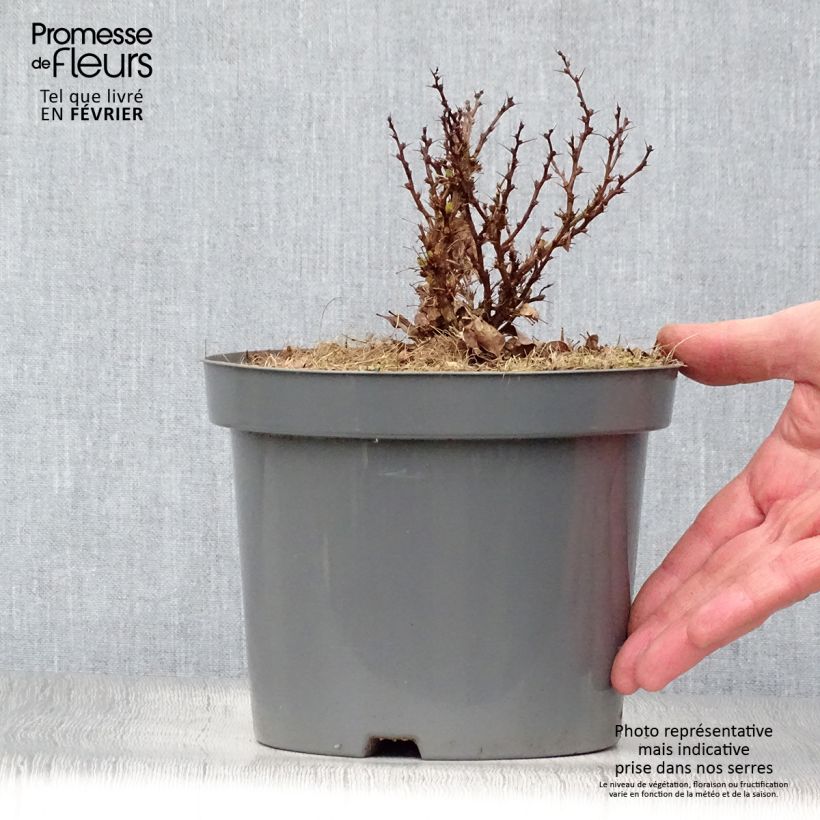 Exemplar von Berberis Thunbergii Bagatelle Pot de 2L/3L wie im Winter geliefert