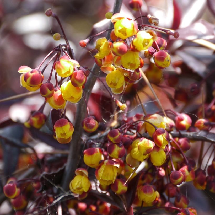 Berberis thunbergii Thunderbolt (Blüte)