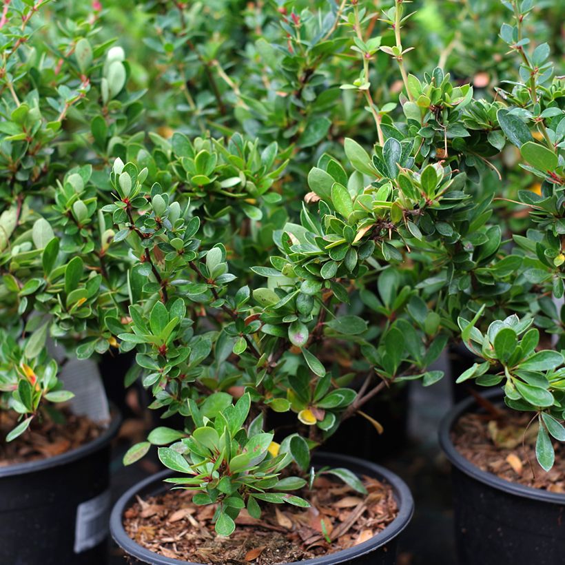 Berberis buxifolia Nana - Buchsblättrige Berberitze (Hafen)