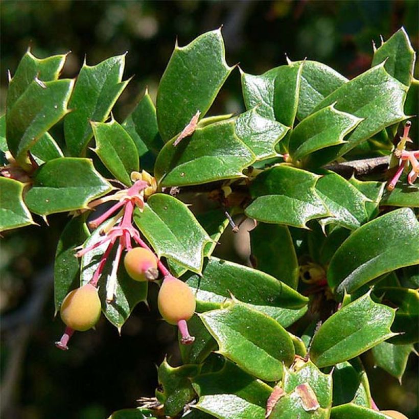 Berberis darwinii - Darwins Berberitze (Laub)