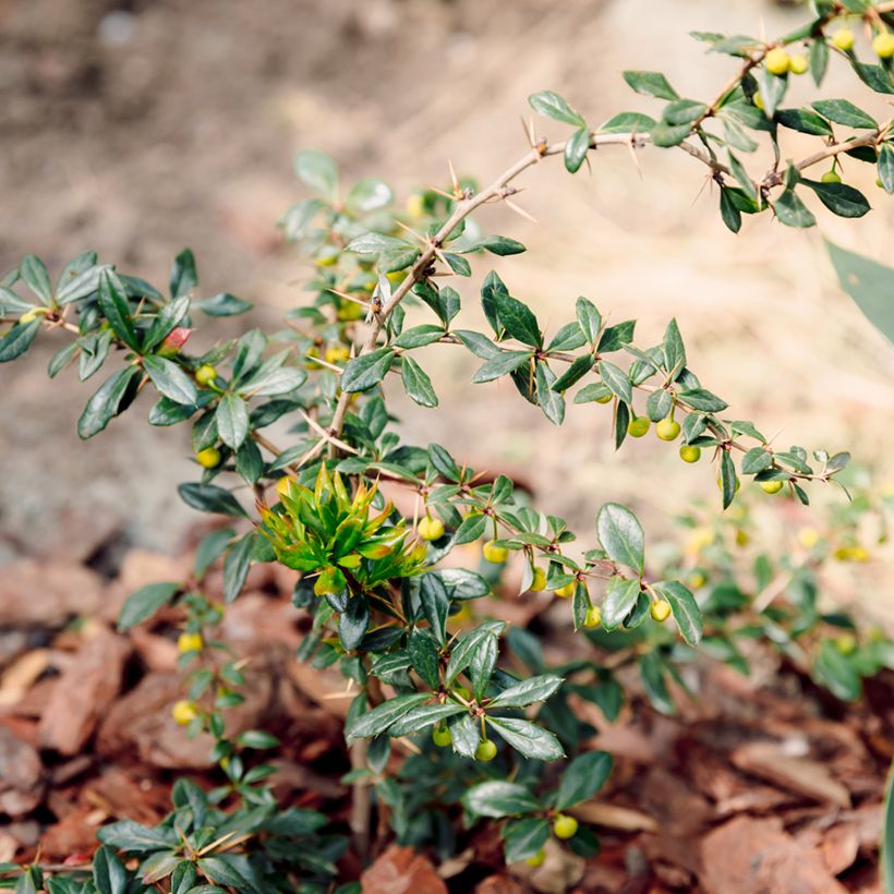 Berberis darwinii Compacta - Darwins Berberitze (Hafen)