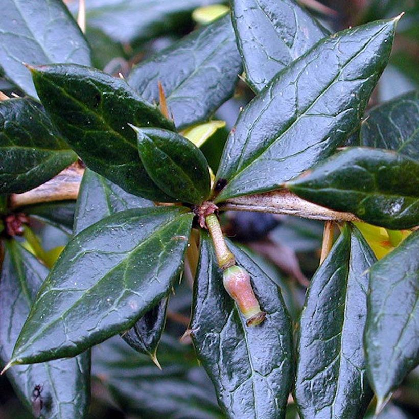 Berberis frikartii Amstelveen - Berberitze (Laub)