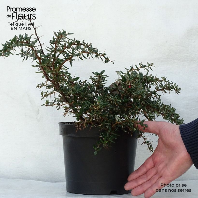 Exemplar von Berberis hybrido-gagnepainii Chenaultii - Épine-vinette Pot de 2L/3L wie im Frühjahr geliefert