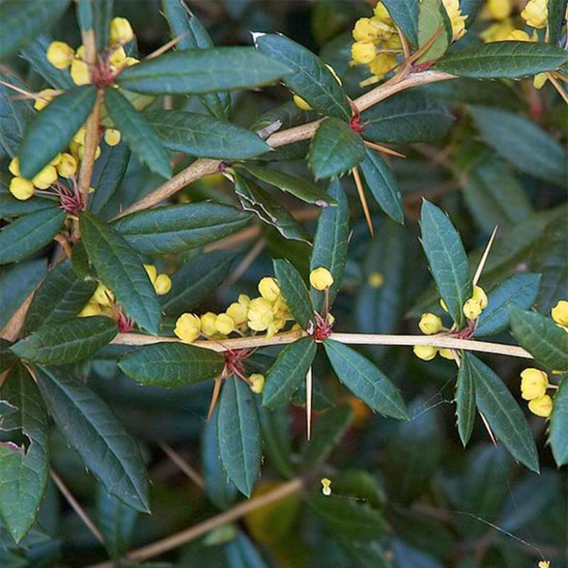 Berberis julianae - Julianes Berberitze (Laub)