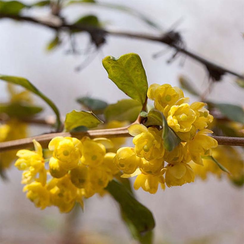 Berberis julianae - Julianes Berberitze (Blüte)