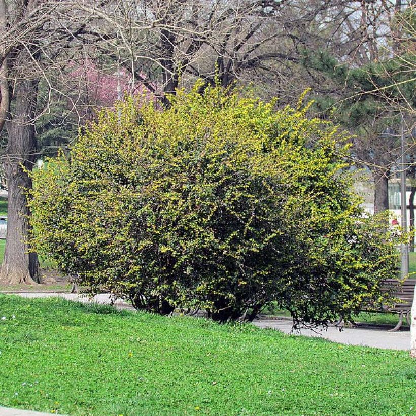 Berberis julianae - Julianes Berberitze (Hafen)