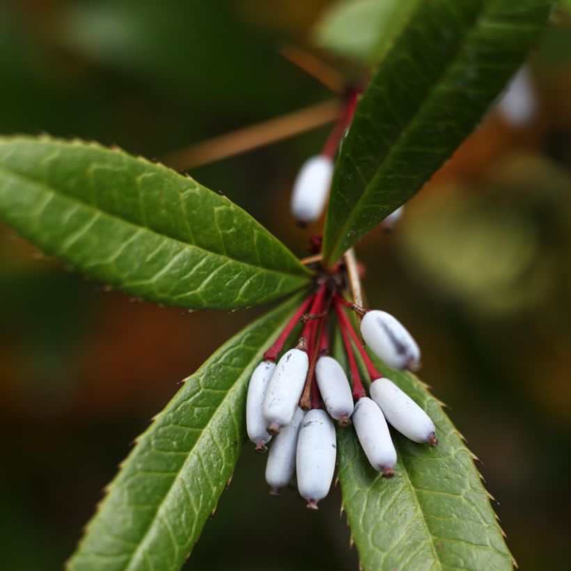 Berberis julianae - Julianes Berberitze (Ernte)