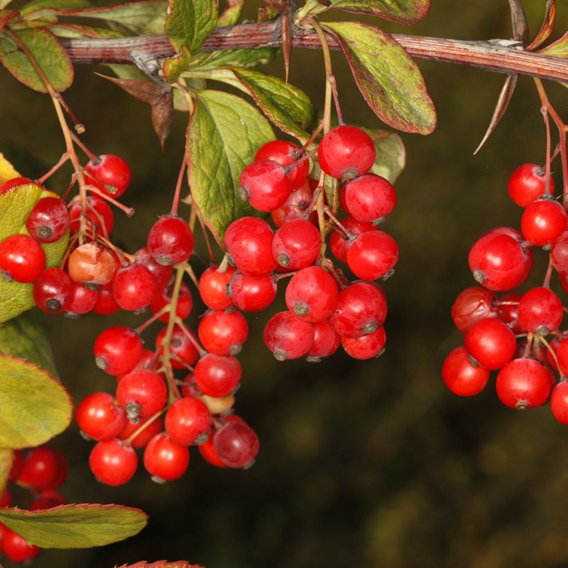 Berberis koreana - Koreanische Berberitze (Ernte)