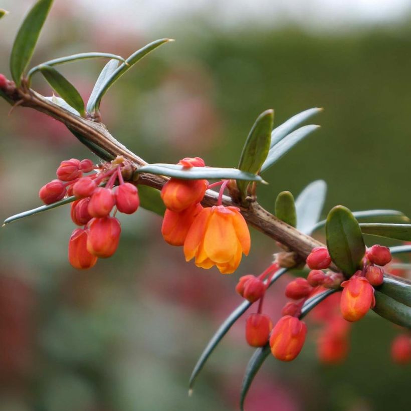 Berberis linearifolia Orange King - Berberitze (Blüte)