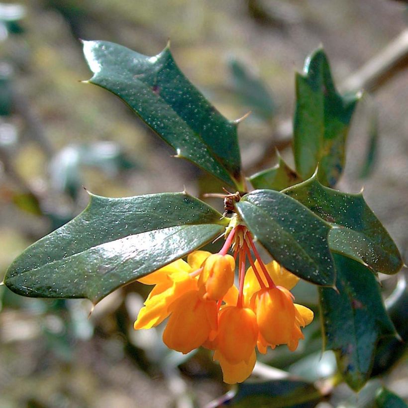 Berberis lologensis Apricot Queen - Berberitze (Laub)