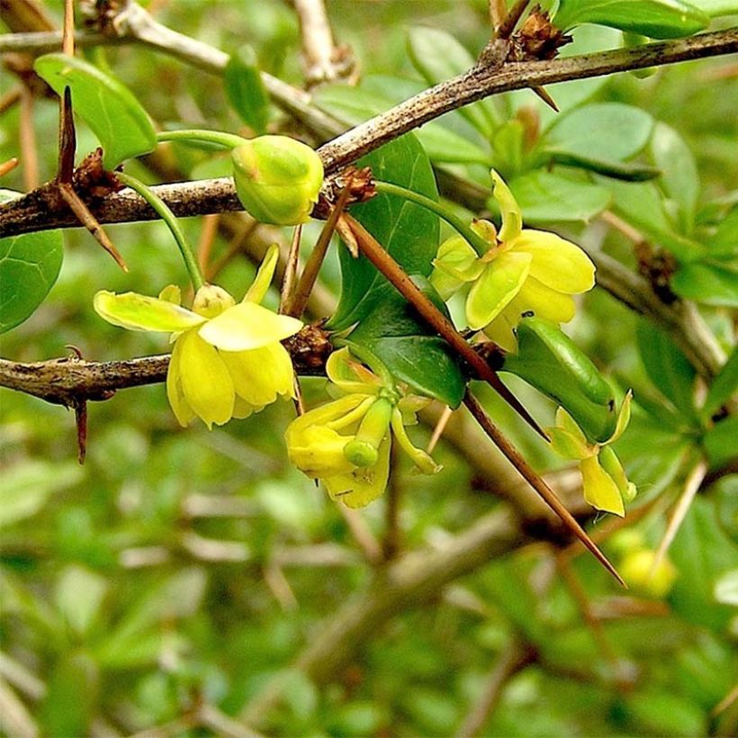 Berberis media Parkjuweel - Berberitze (Blüte)