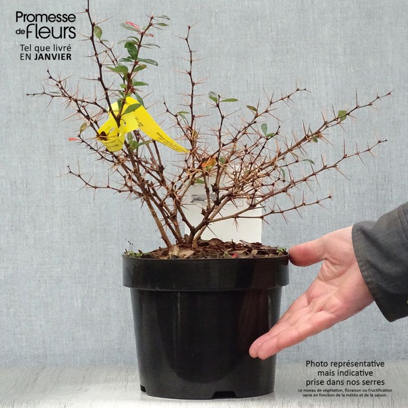 Exemplar von Berberis media Red Jewel - Epine-vinette Pot de 3L/4L wie im Winter geliefert