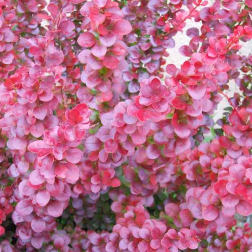 Berberis ottawensis Superba - Berberitze (Laub)