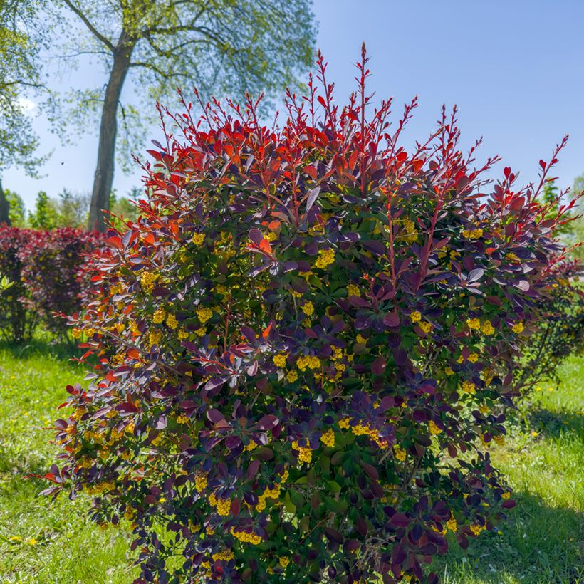 Berberis ottawensis Superba - Berberitze (Hafen)