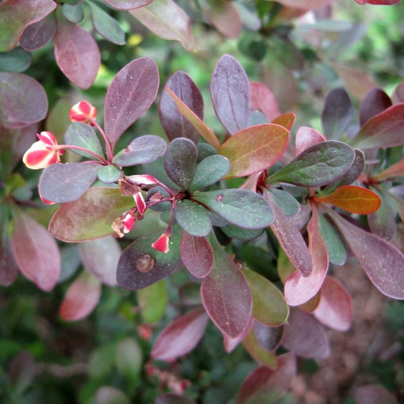 Berberis thunbergii (Laub)