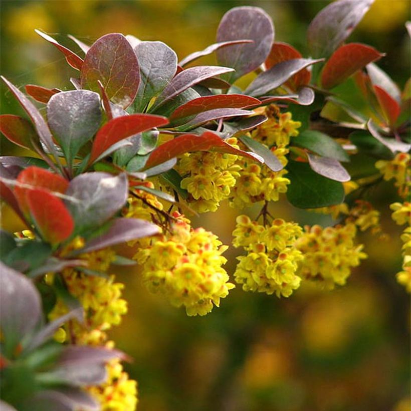 Berberis thunbergii (Blüte)