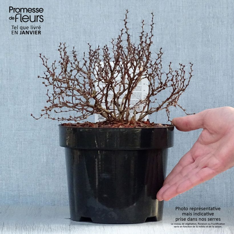 Exemplar von Berberis thunbergii Admiration 20cm en pot de 3L.  wie im Winter geliefert