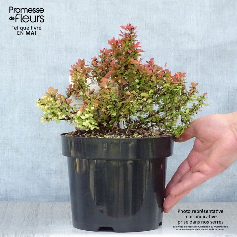 Exemplar von Berberis thunbergii Admiration 20cm en pot de 3L.  wie im Frühjahr geliefert