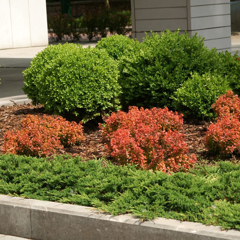 Berberis thunbergii Admiration (Hafen)