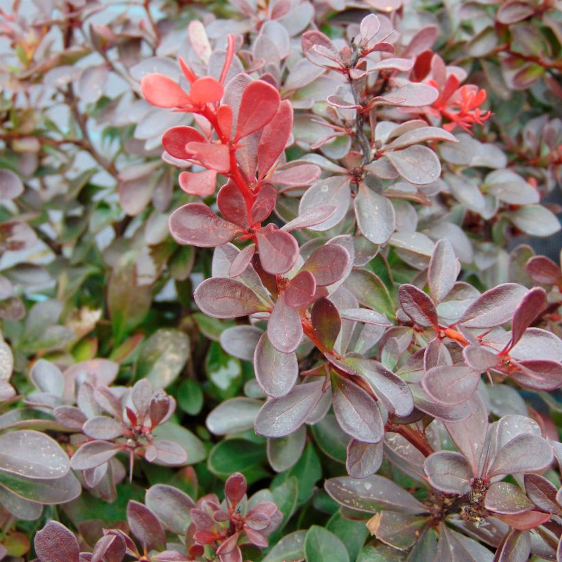 Berberis thunbergii Atropurpurea Nana (Laub)