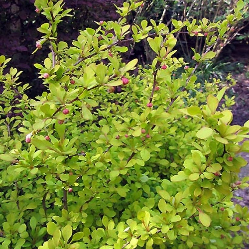 Berberis thunbergii Aurea (Laub)