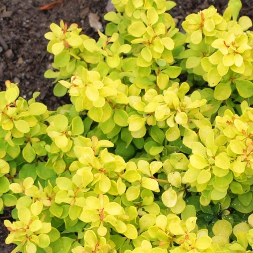 Berberis thunbergii Bonanza Gold (Laub)