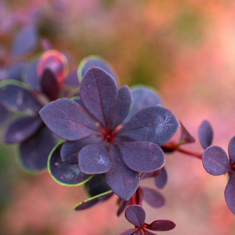 Berberis thunbergii Dart's Red Lady (Laub)