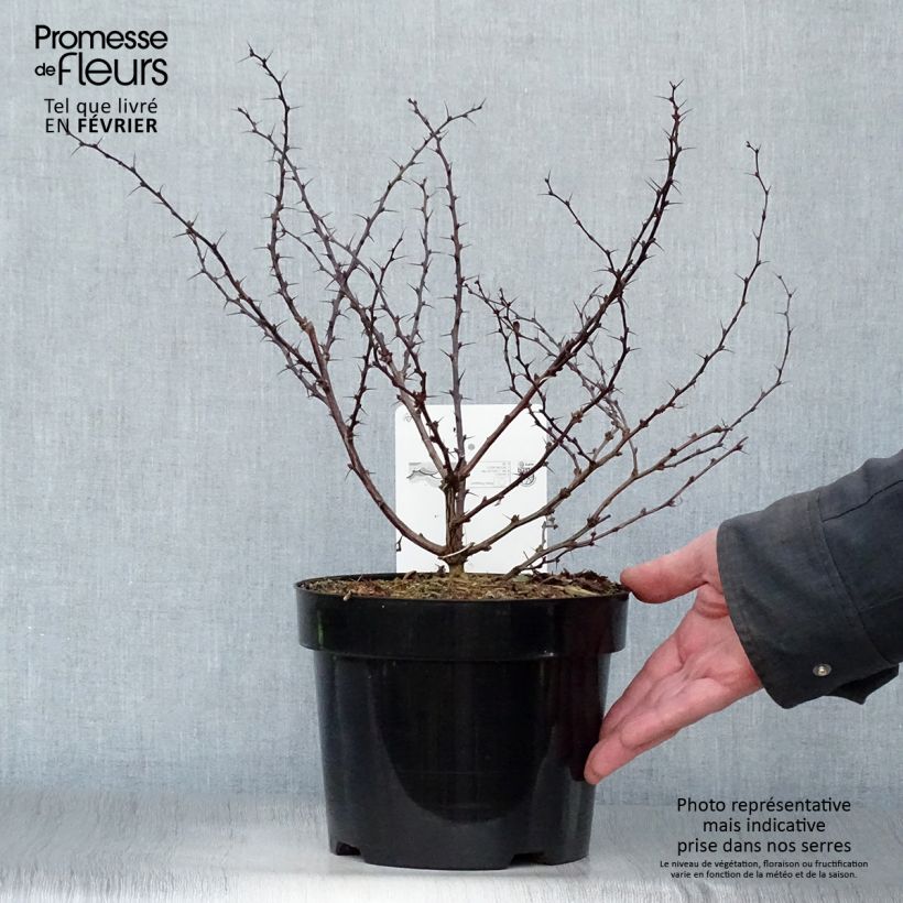 Exemplar von Berberis thunbergii Dart's Red Lady - Épine-vinette Pot de 2L/3L wie im Winter geliefert