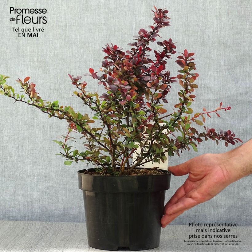 Exemplar von Berberis thunbergii Dart's Red Lady - Épine-vinette Pot de 2L/3L wie im Frühjahr geliefert