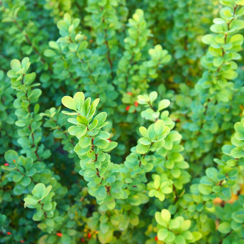 Berberis thunbergii Erecta (Laub)